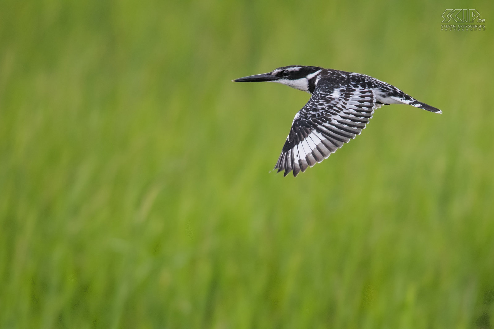 Lake Awassa - Flying Pied kingfisher  Stefan Cruysberghs